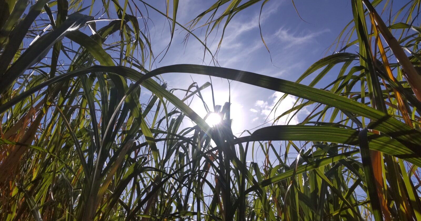 宮古島の暮らしサトウキビの植え付け